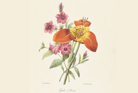 Reproduction d'une gravure d'un bouquet de Tigridia et Pavonia, peinte par Pierre-Joseph Redouté