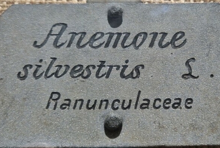 Photographie d'une ancienne étiquette de 1920 des CJBG de l'Anémone silvestris L.